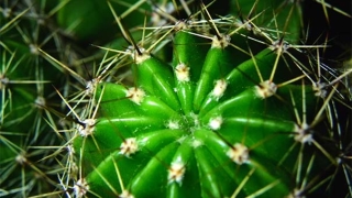 道教治病咒语，可以祛病保平安