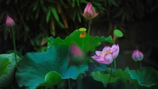 超拔和超度的区别,详细给大家区分