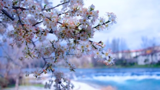 流产后怎么化解孩子,如果没有化解婴灵,后果可是很严重