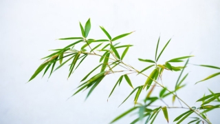 辟邪的佛化解你中邪庇佑众生平安