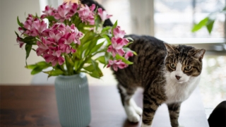 成功超度婴灵的表现，准备好超度才能出现