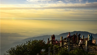 「」利用植物「仙人掌或铁树」斩桃花的方法