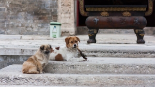 超度道场作用农村丧超度禁忌