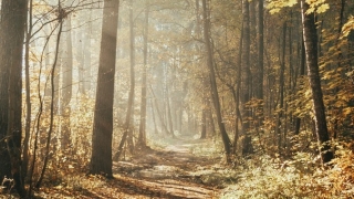 这段时间噩梦连连,辟邪好物让你恢复好睡眠