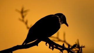 事业线受阻的手相 你是哪一种情况