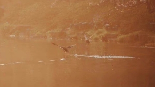 男命戊申日柱的财运怎么样,老师教你如何推算自己的财运