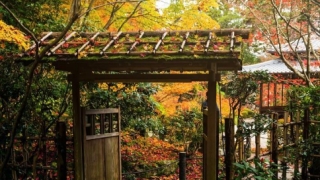 做渡亡先人仪轨让亡灵得到解脱往生善道