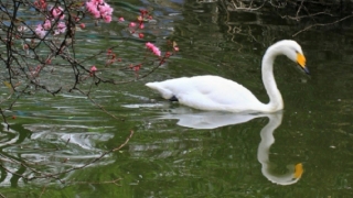 渡亡婴灵文疏,先来了解被婴灵缠身的症状是如何