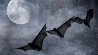 大师分析受惊时米少掉的原因,教你这么化解