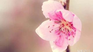 招桃花运的十大方法!