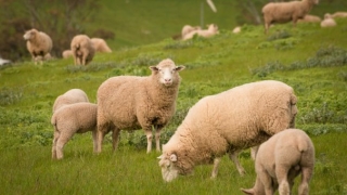堕胎婴灵悲惨遭遇坚持不懈的超度