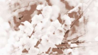 什么植物招桃花运