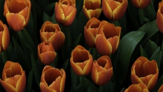 久病不愈暴躁，要懂得控制心情了