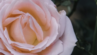 超度亡灵法事解析，超度亡灵的效果取决这几个