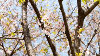 桃树的辟邪说法，关于桃树如何辟邪的方法