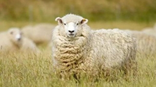 生肖羊冲太岁是什么意思