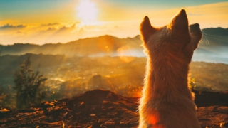 狗投胎的特征，超度狗狗之后会变成孩子来投胎