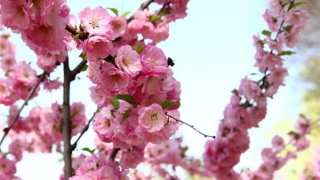 如何斩断老公的烂桃花 烂桃花怎幺破