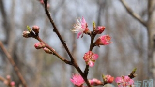 教你五种斩桃花的风水方法(图文)