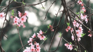 斩烂桃花的风水摆件
