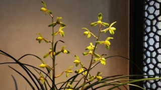 远行佩戴什么驱邪避祸,这5种吉祥物驱邪挡灾作用好,至少戴一个