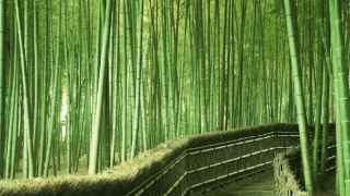 出马仙破婚煞,让你不用再为父母催婚烦恼