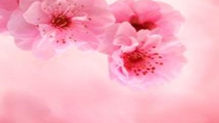 【斩断烂桃花最灵的方法】斩断老公的烂桃花,有风水绝招