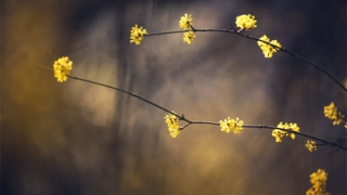 用烟供来超度亡灵，三峰道长是这样说的