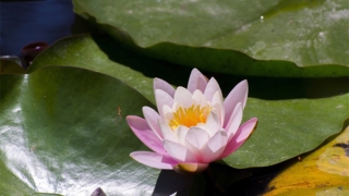 佛教、道教给堕胎灵婴回向超度的各种格式