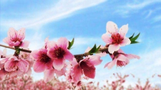 招桃花运的方法哪些最灵验