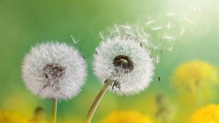 道教药王咒治病救命有奇效