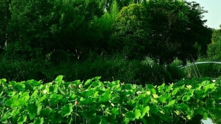 堕胎的婴灵怎么化解,化解婴灵念诵经文需要进行回向才能送走