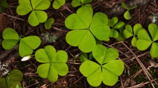 请太岁符需要多少钱?请太岁符咒需要注意的事情