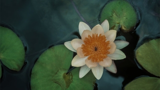 堕胎流产罪过大，超度帮你减轻业障