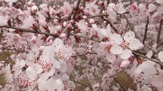 如何斩断烂桃花_1