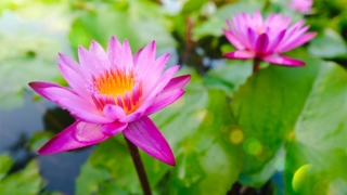 超度堕胎婴灵，消除因果业障