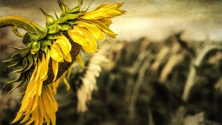 往生咒全文帮助去世的人解脱