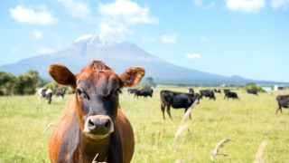 犯太岁影响运势很大,牛年犯太岁怎么办?
