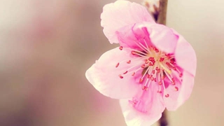 招桃花运的十大方法