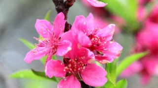 如何招桃花风水 教你真正的催桃花技巧