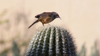 关于道教符咒口诀解析