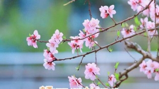 招桃花很灵的方法