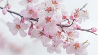 斩桃花法事的反应各有不同？需要具体分析