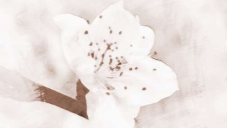 你知道怎么做可以斩烂桃花吗?