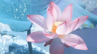 家里进门玄关摆什么好?招财纳吉有讲究