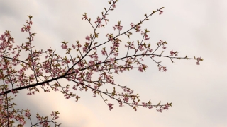 招桃花方法使用禁忌,触犯了会导致无效
