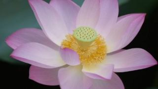 佛教堕胎对女人的果报,男人一样也是会有报应