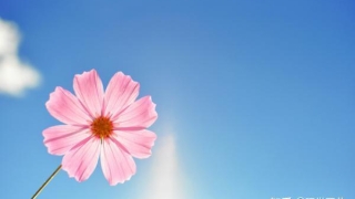 有什么方法可以招桃花？