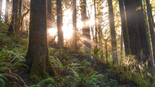 婴灵的危害,要尽量避免堕胎