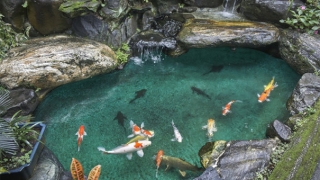 梦见女儿事业受阻,请吉祥物来进行化解